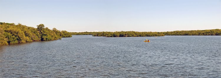 John D. MacArthur Beach State Park by Alida Thorpe