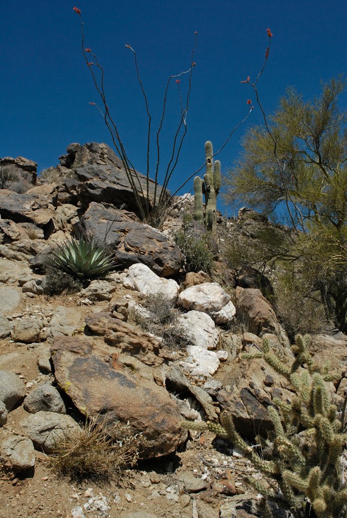 Quartz Peak Trail, AZ by bobbudi