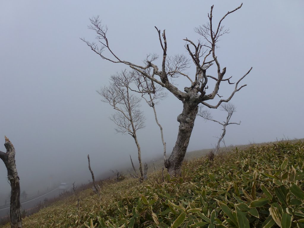 Teshikaga, Kawakami District, Hokkaido Prefecture, Japan by Phoebe S