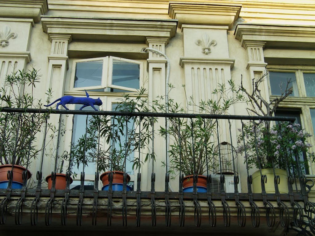 Blue cat on the .. edge. Lapusneanu street, Iasi by other1_f