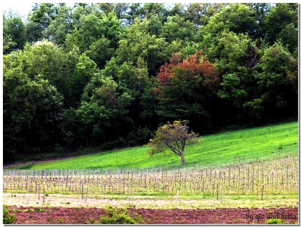 L'albero delle mele by gio bernabei e betta