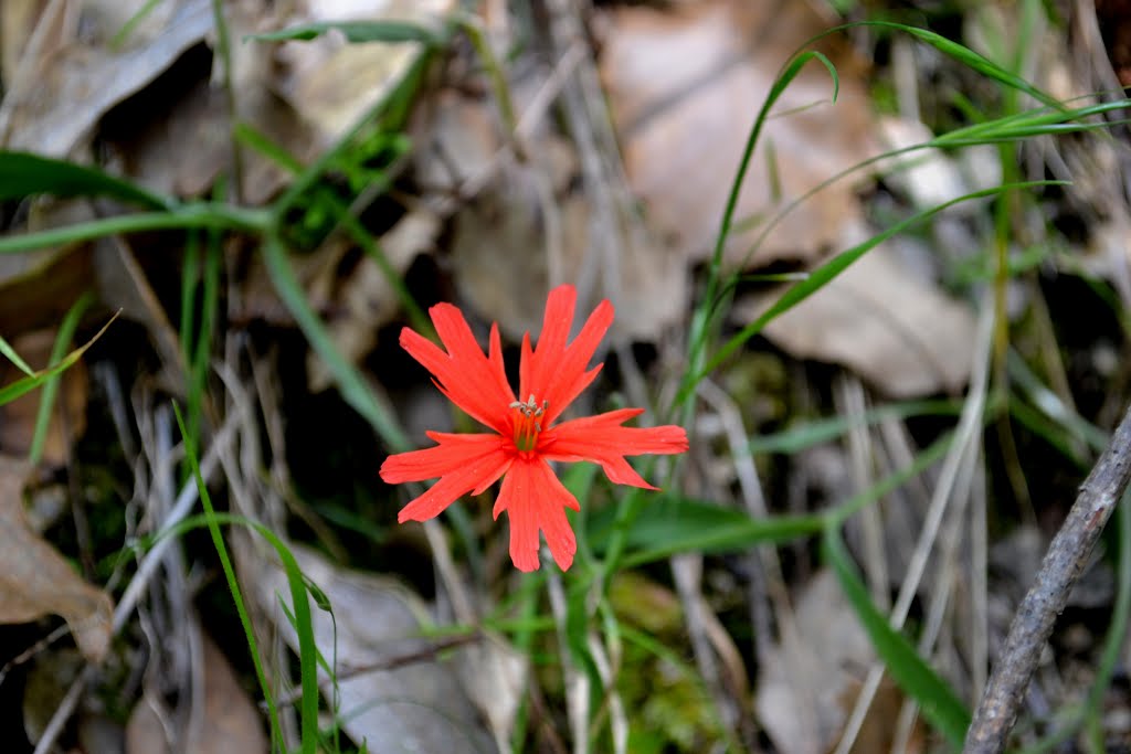 Red Flower by Imad Luqman