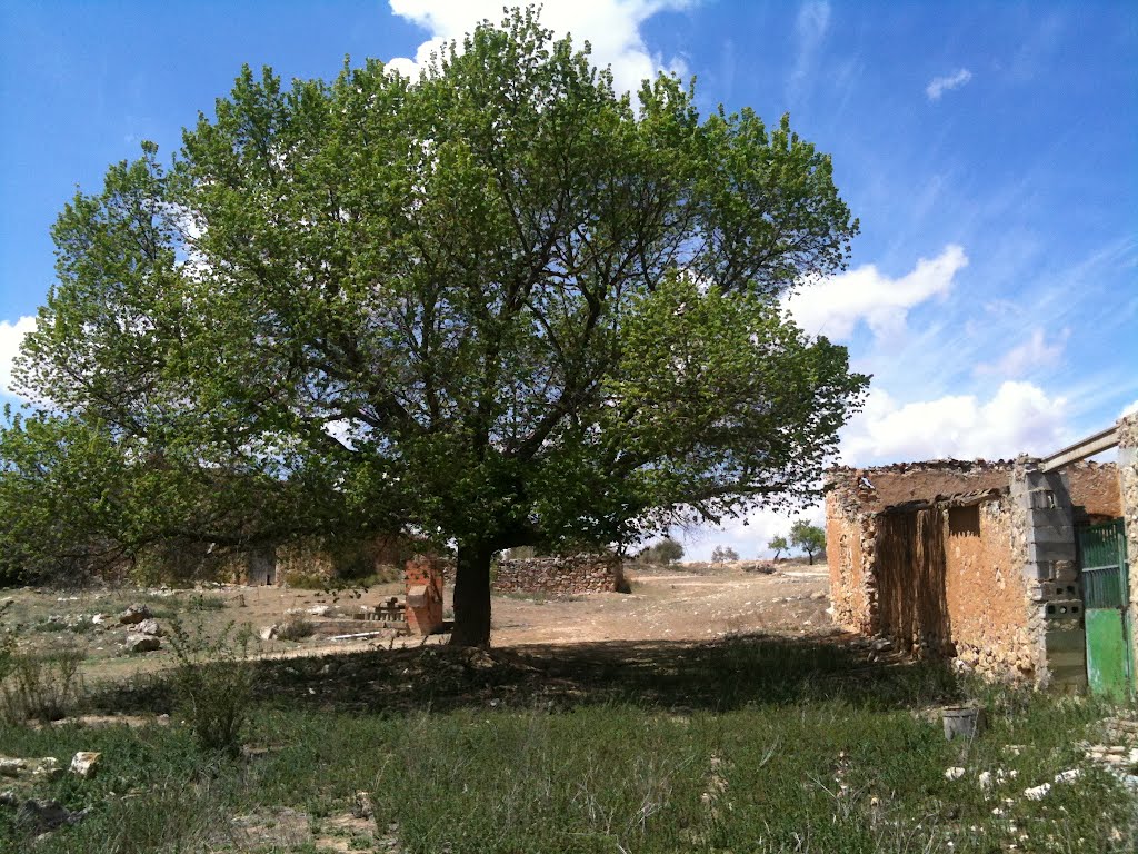 Olmo en Caserio Los Noguerones, El Herrumblar (Cuenca) by travesierra