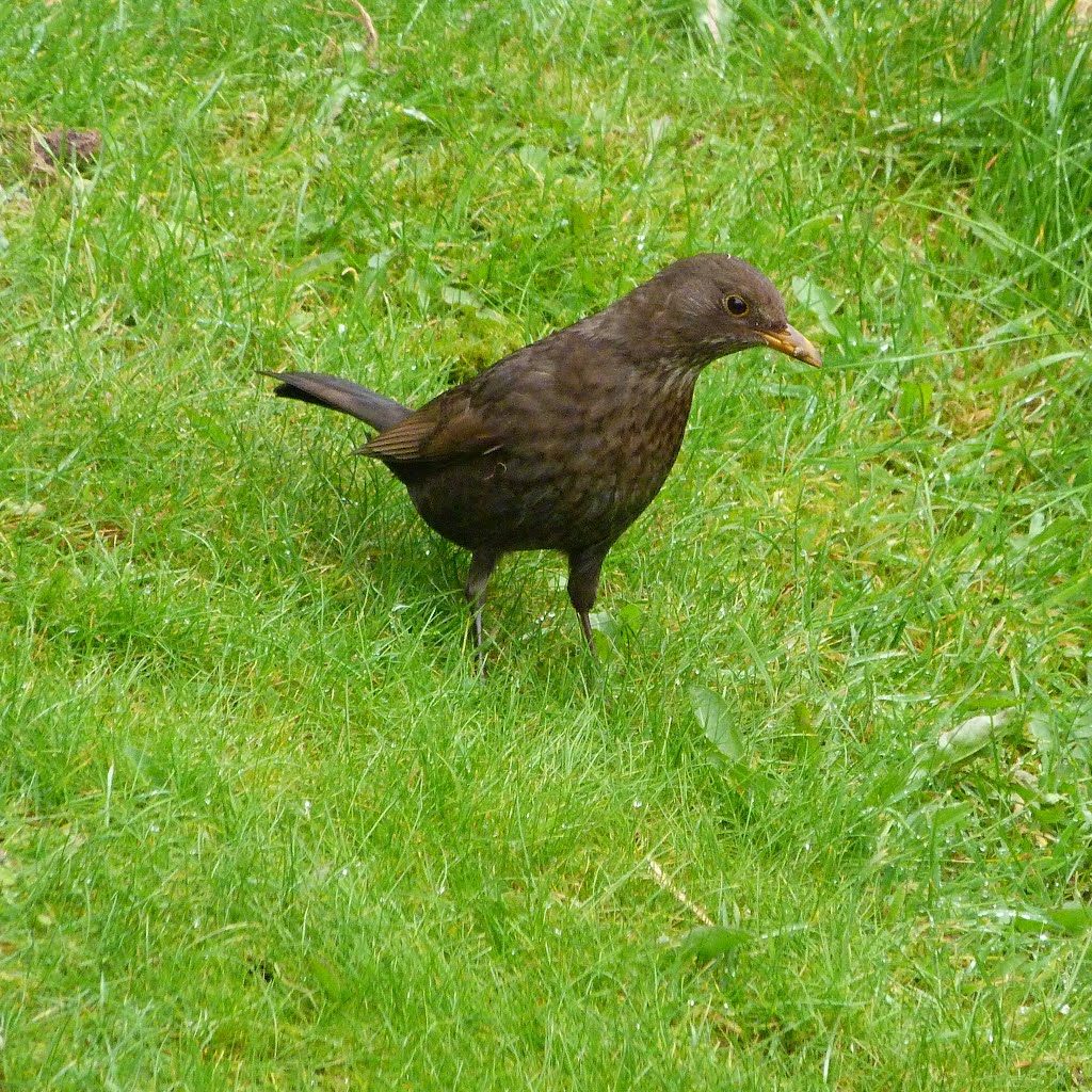 Mrs Blackbird looking for breakfast.. by shariain