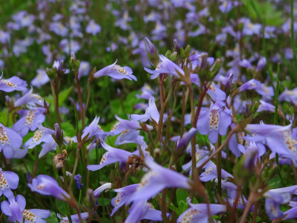 Matsugasaki, Kashiwa, Chiba Prefecture 277-0835, Japan by oonuma