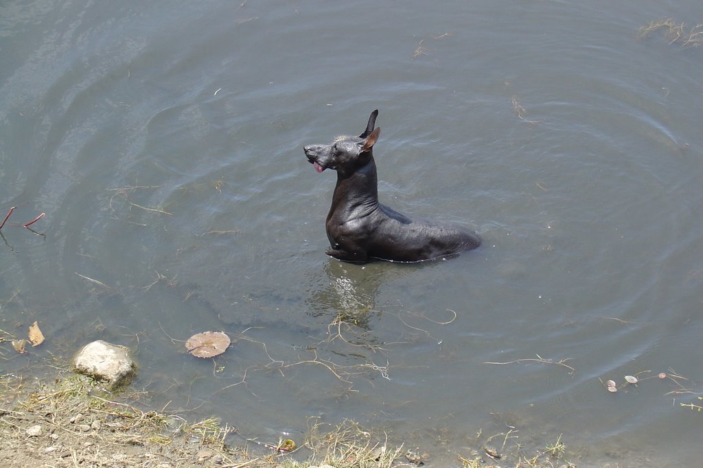 Peruvian dog who seems to live in reservoir at Chan Chan by Vincent Sauve