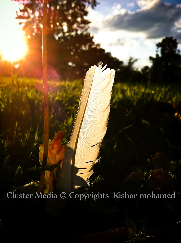 Feather 2 by kishor656