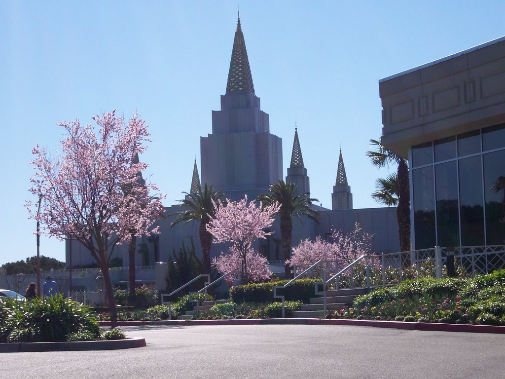 Oakland Temple in Spring by itsajimithng