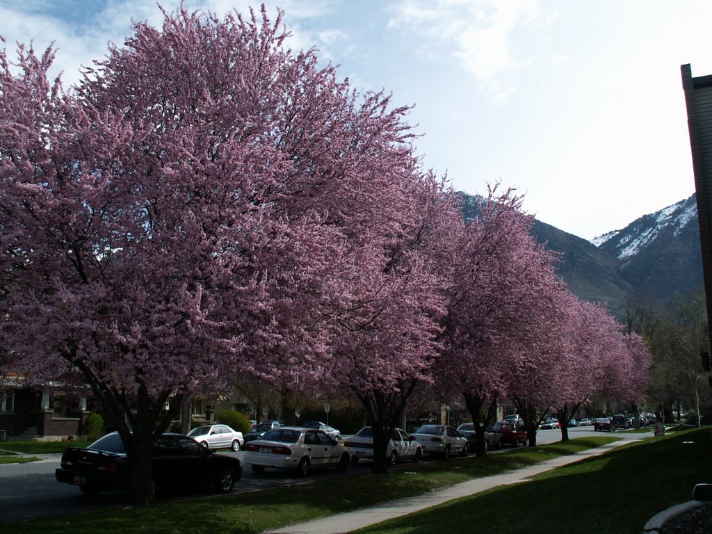 Flowery Spring by Dana Jensen