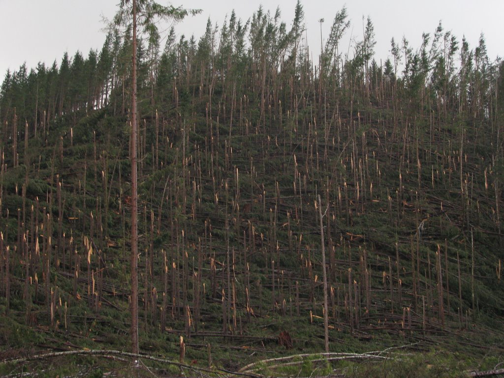 Destruction after a Storm by Dana Jensen