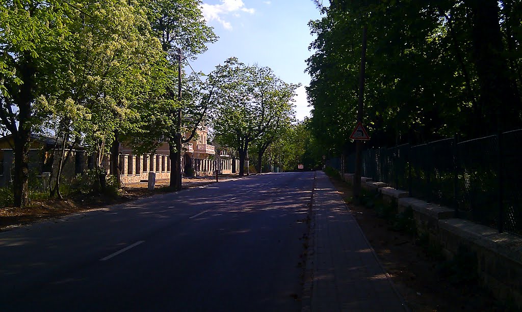 Budapest, Budakeszierdő, Hungary by Tamás Vladovits