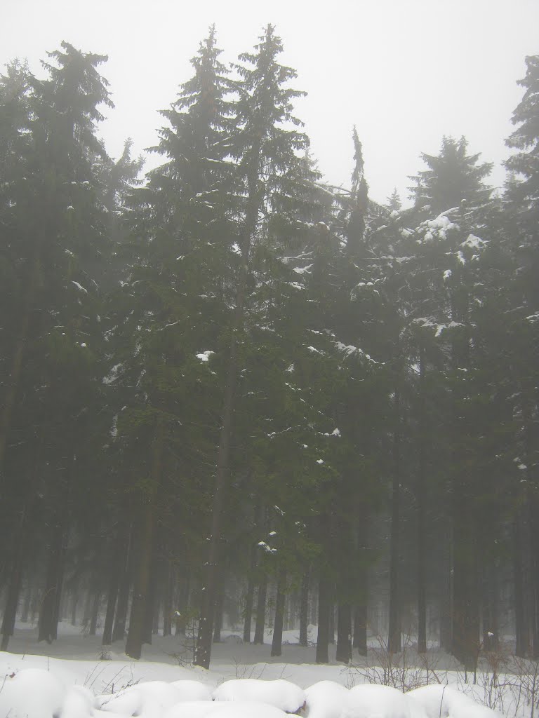 Tauwetter und Nebel im Wald bei Allzunah by waldwind