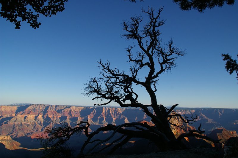 Grand Canyon, north rim by Rumiana Koynova-Tenc…