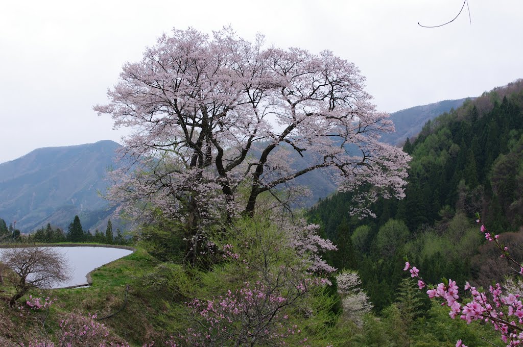 山郷の春　駒つなぎの桜2 by masahiro okumura