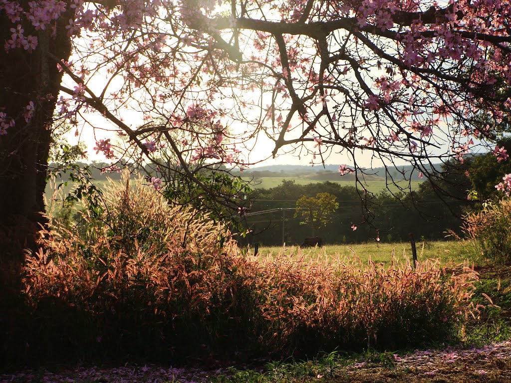 Palmelo - State of Goiás, Brazil by osvaldoeaf