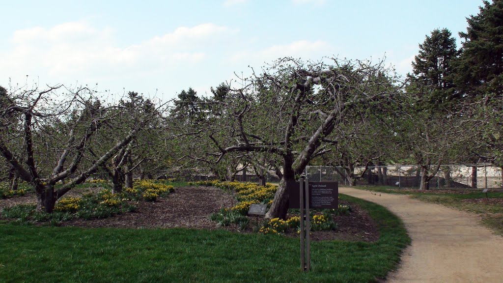 Apple Orchard by Mateusz Fula