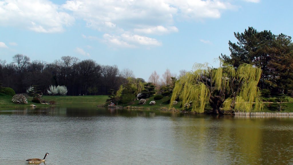 Willow and goose in the lake by Mateusz Fula