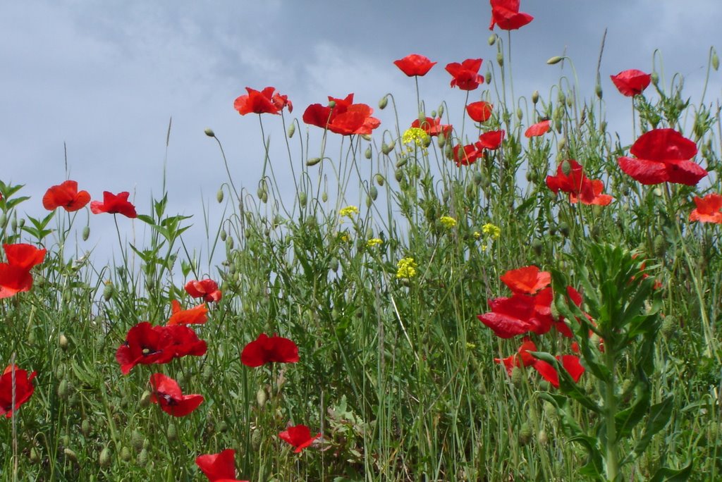 Milik-meadow by juliasz