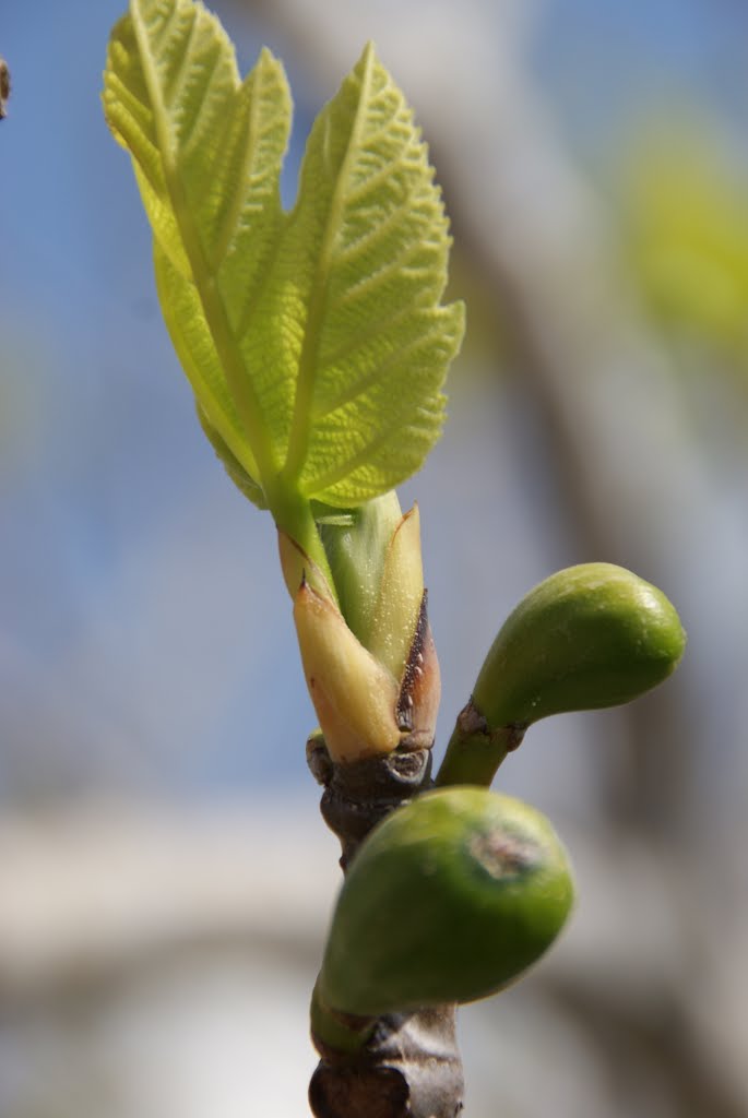 Higo en primavera by charles-manuel