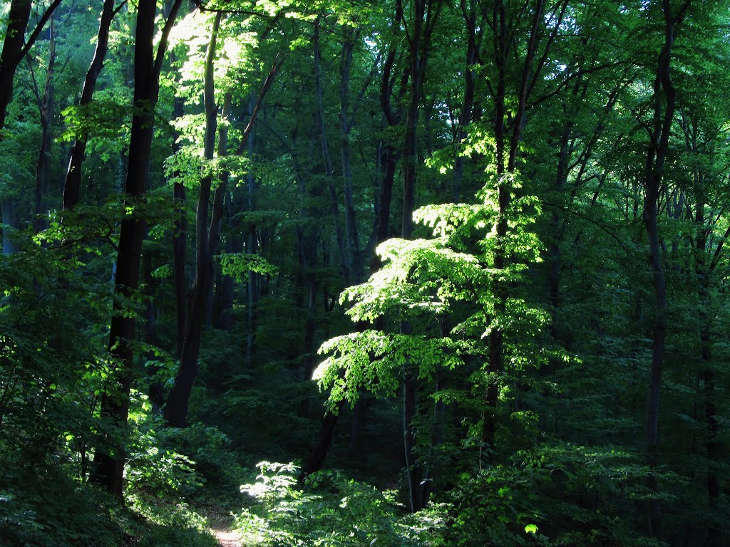 Густа шума~~~Dense forest by Vladan Scekic