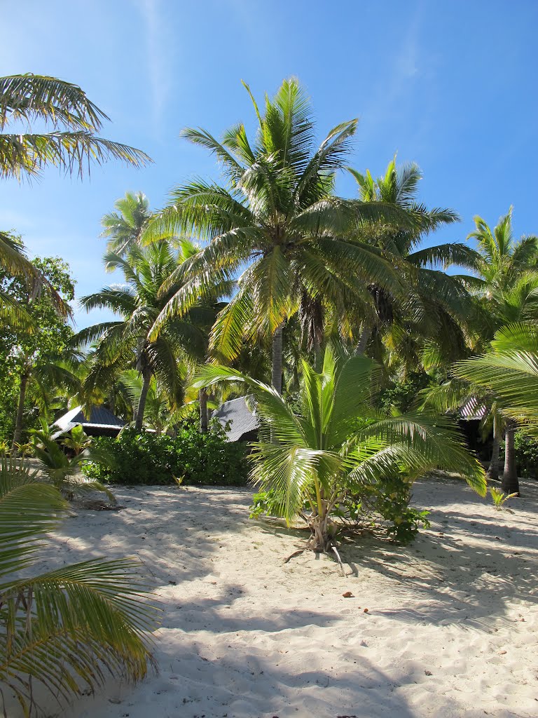 Palmera cocotera, Matamanoa by Eudald Trull (Kaiser…