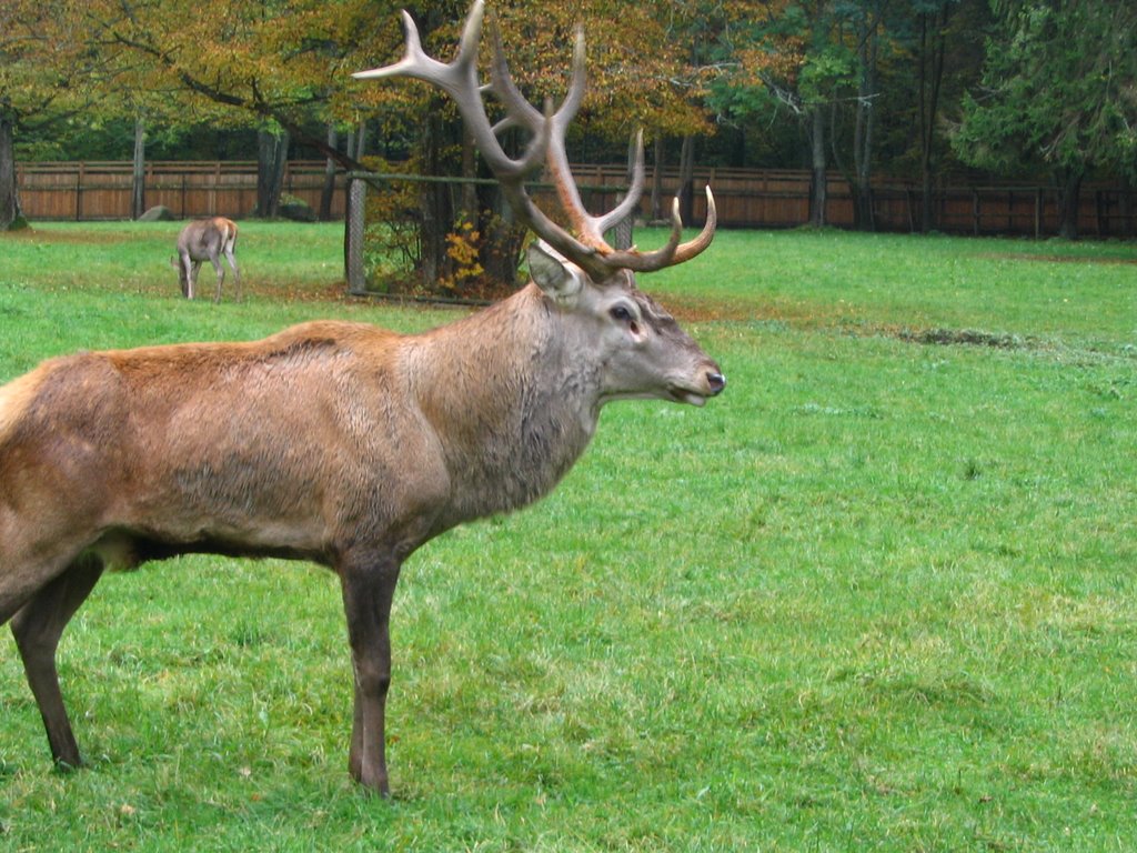 Jeleń, Białowieża by ZloteWakacje.pl