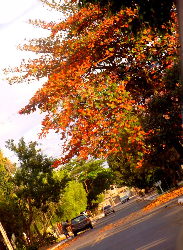 Jardim America, Goiânia - GO, Brazil by osvaldoeaf