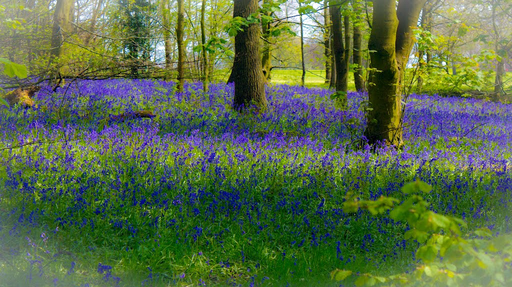 The Bluebells of Springwood by nickbond5693