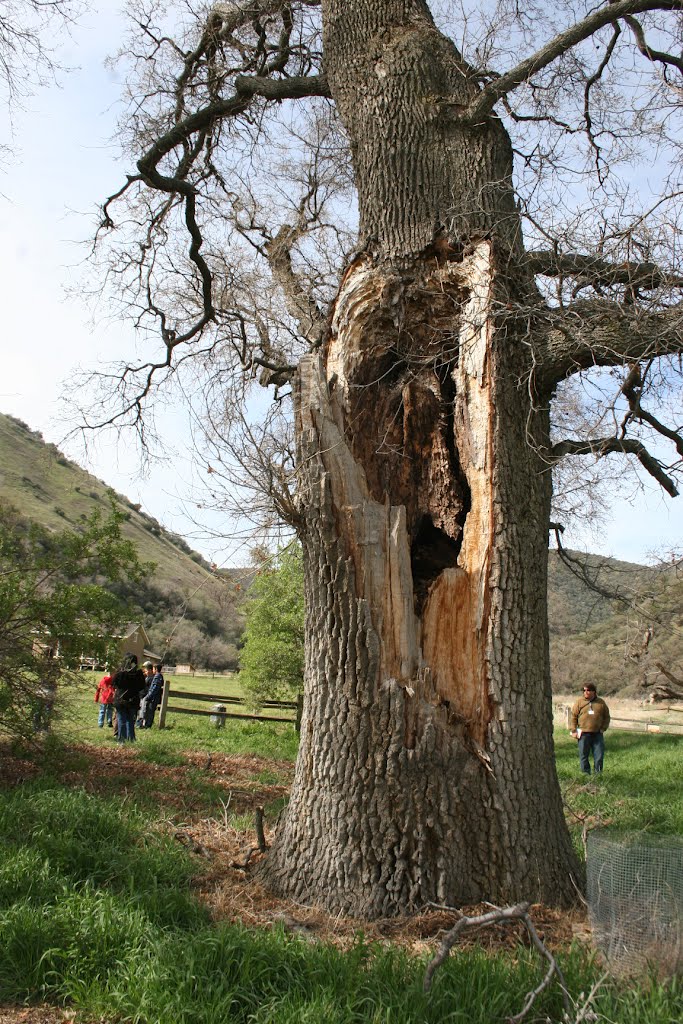 Valley Oaks at Fort Tejon State Historic Park - Grapevine, CA by tpolancoperez