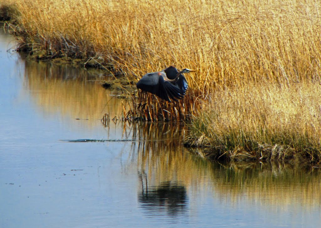 Great Blue Heron Escape by Don Maiers