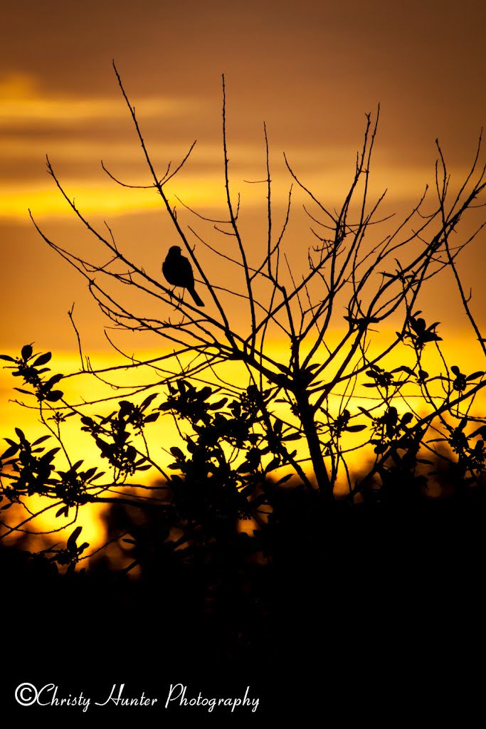 Morning Light Mockingbird by ChristyHunterPhotography