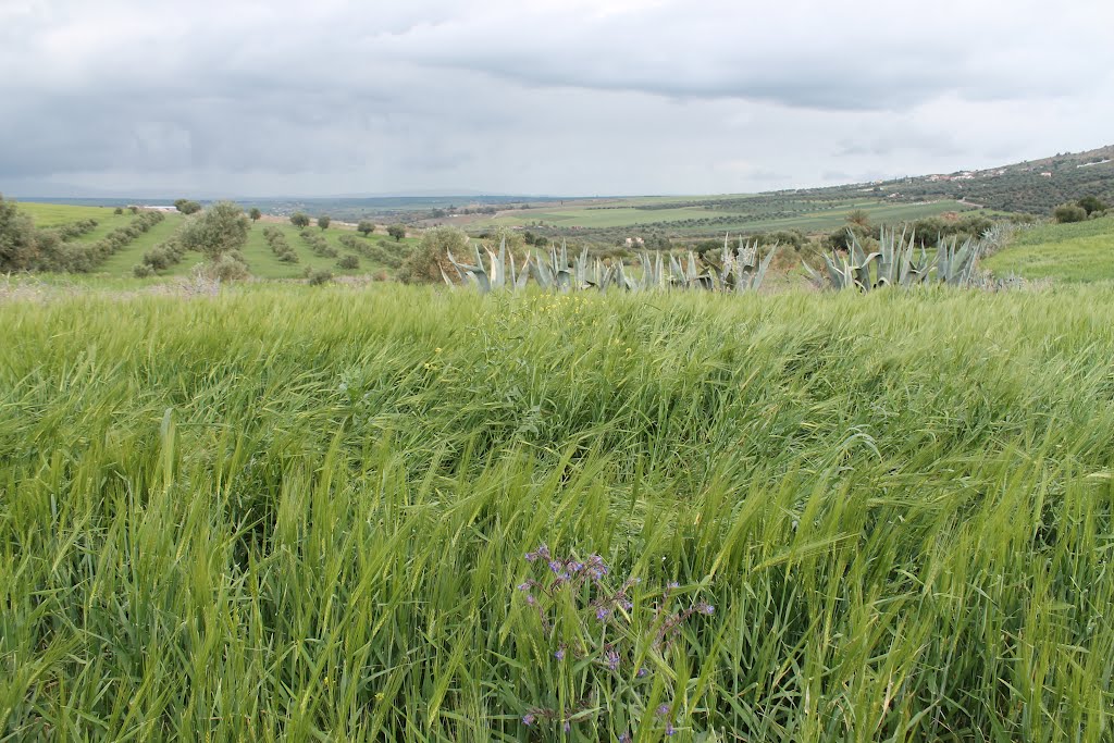 Landschaft bei Moulay-Idriss und Volubilis - 6. April 2012 vormittags by Wolfgang Hanko