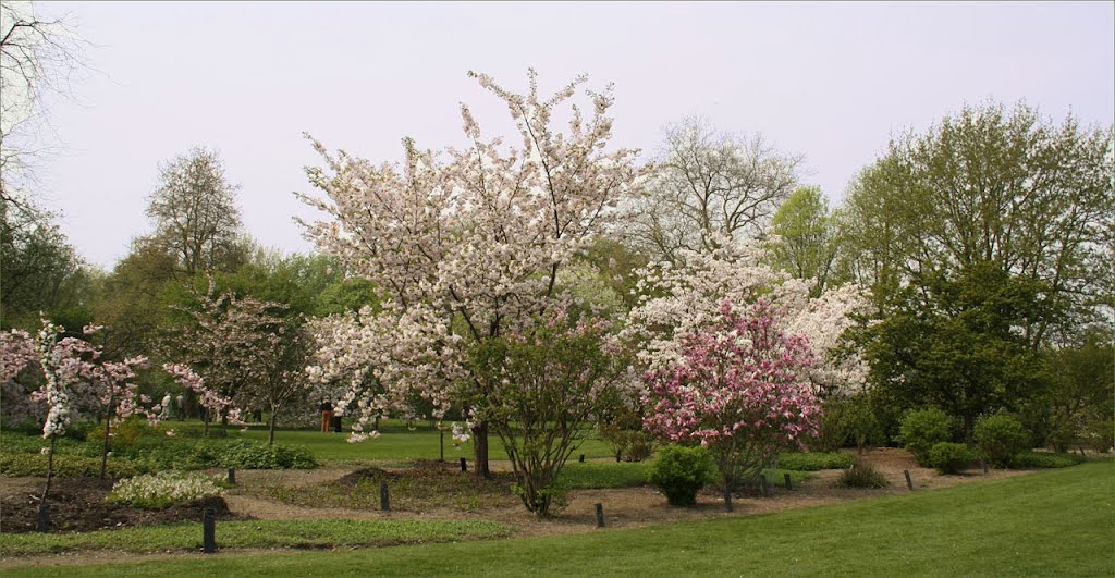 Voorjaar in het Belmonte arboretum by Margaritha