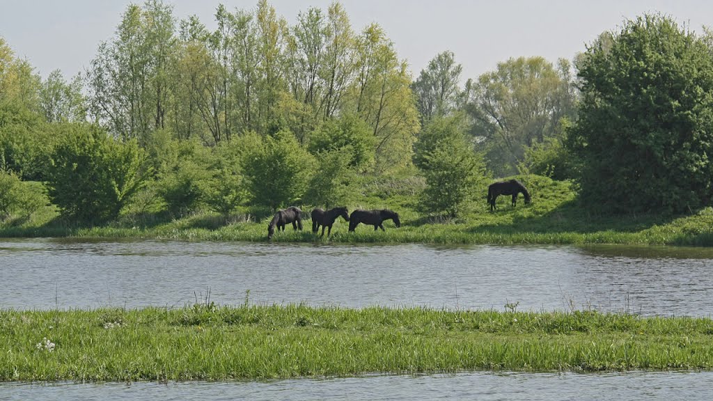 Jufferswaard bij Heelsum by Margaritha