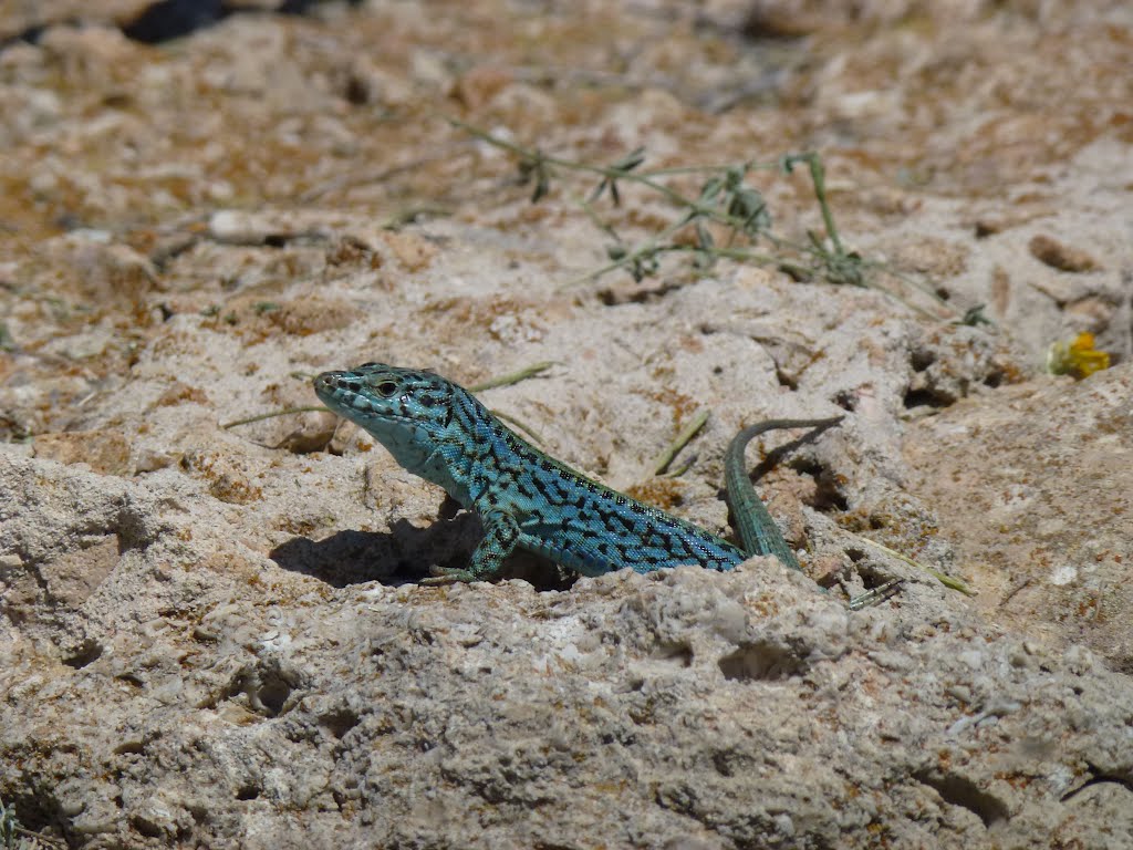 Sergantana de Formentera by txema-122