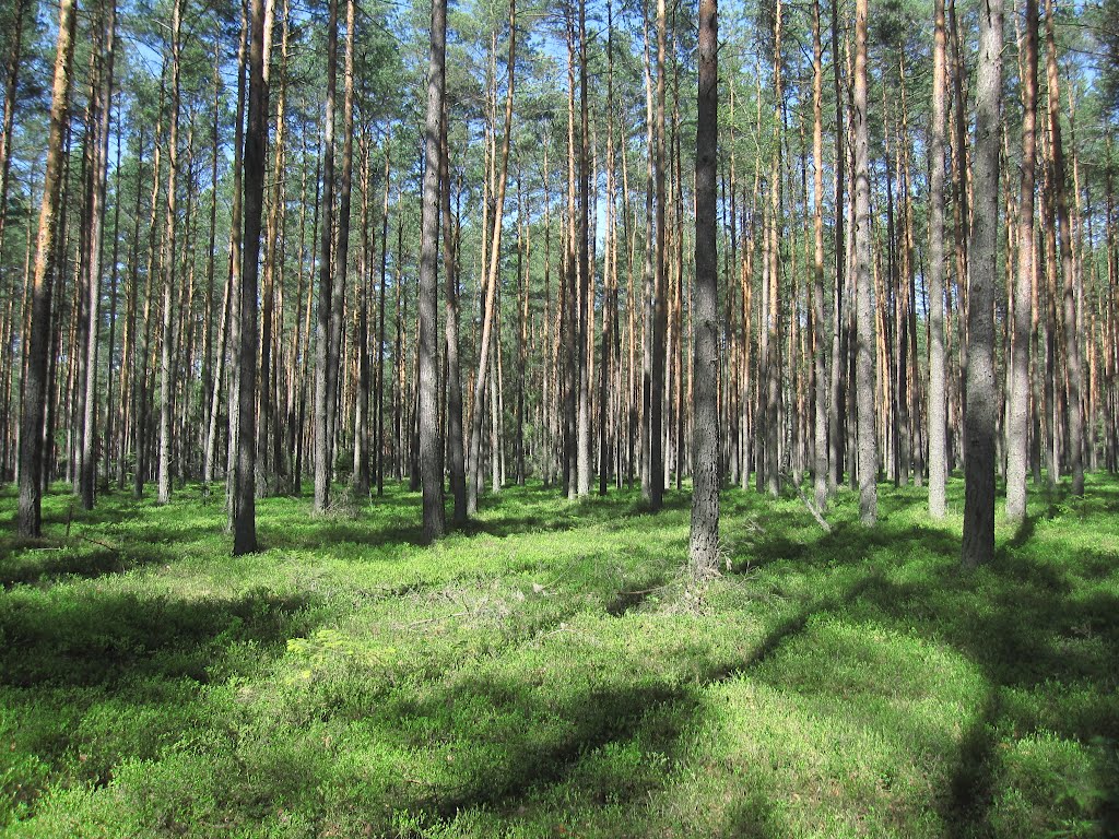 Park Krajobrazowy Puszczy Solskiej by ►BOGDAN◄