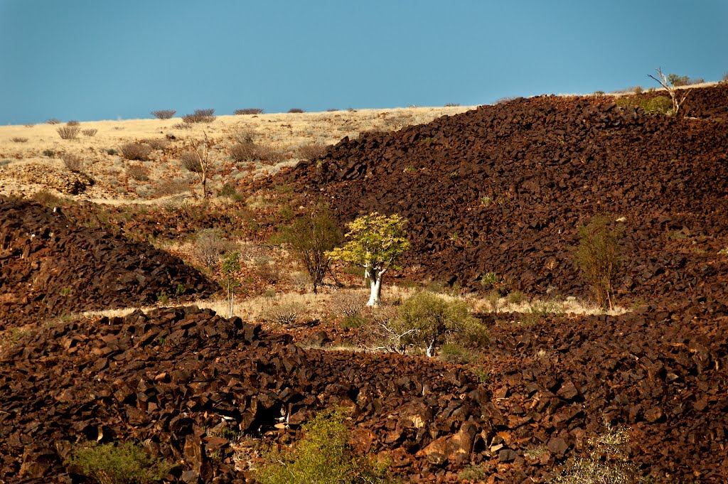 Moringa Tree - Brandberg (D2359); Tsiseb Conservancy, Uis, Damaraland, Erongo District by Jan van Oosthuizen (…