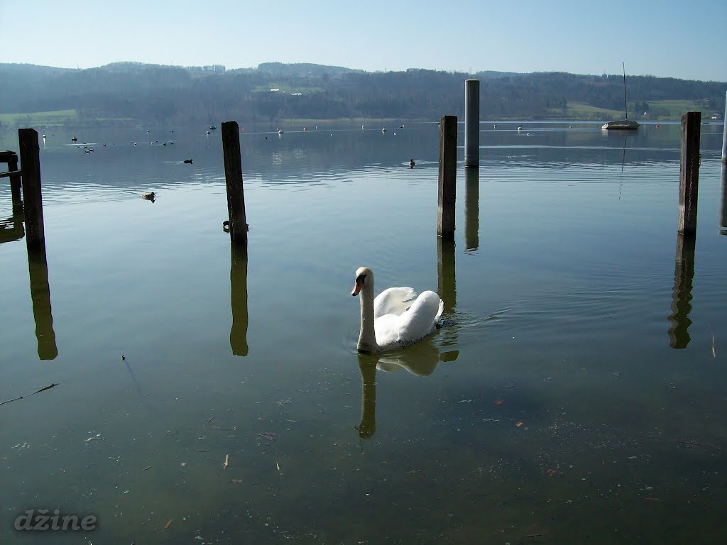 Greifensee swan by Senad Džinić (Džine)