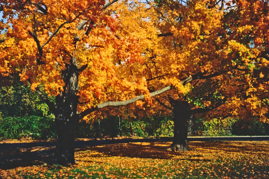 Autumn Maples by johnmewing