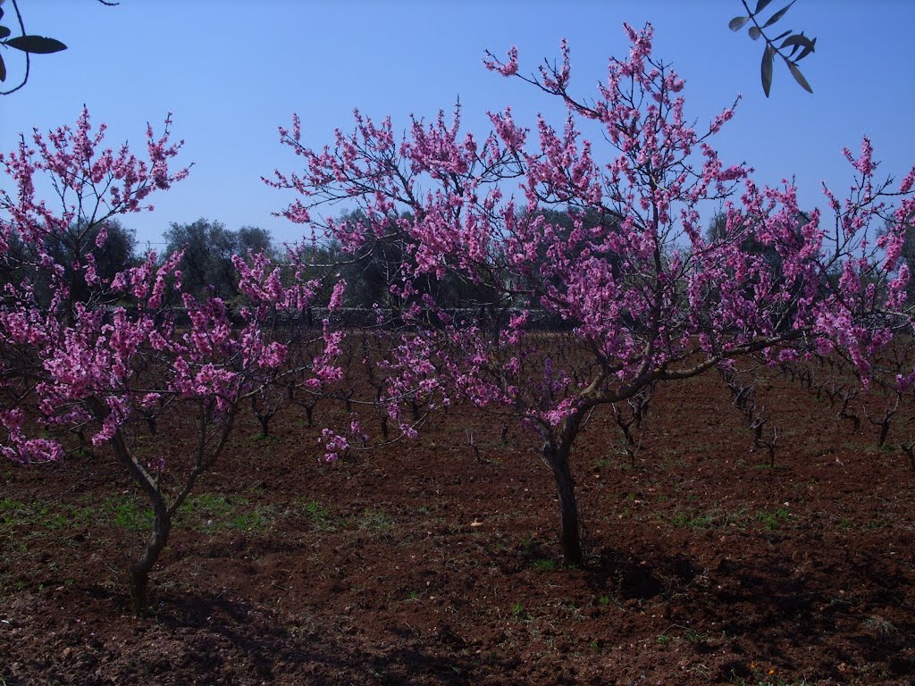 Peschi in fiore by © Beppe@pr