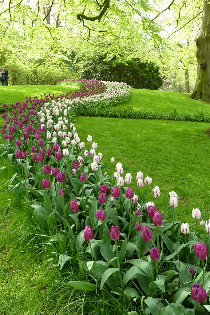 KEUKENHOF - Glooiende heuvel met frisse gazons en bladgroen! by Ria Wentink