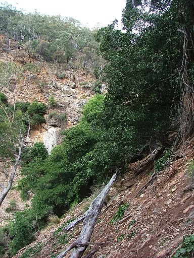 Closed forest of Ficus rubiginosa with overstorey of Euc. moluccana. Loose, stoney hillside (mainly marl) with very little understorey. by Greg Steenbeeke