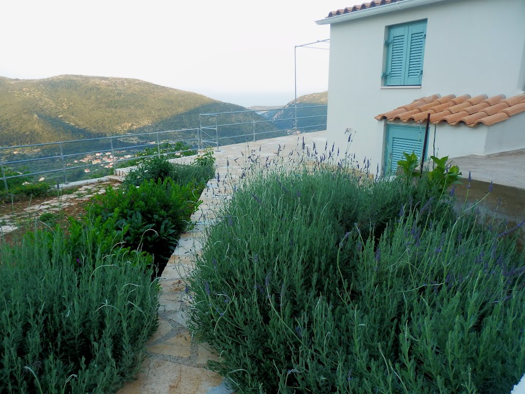 The Gardens of Daphnae Ithaca Cottage (Exogi Ithaca Greece) by Daphnae IthacaCottag…