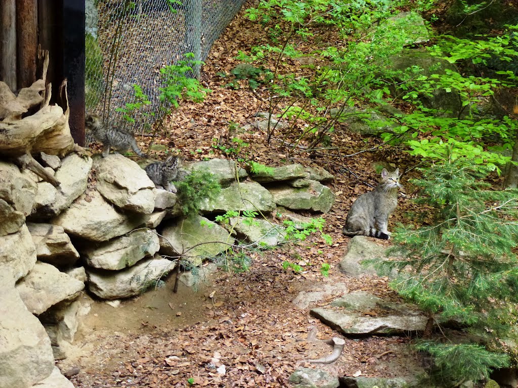 Wildkatze mit Jungen im Tierfreigelände bei Neuschönau by klaus.dawoidler