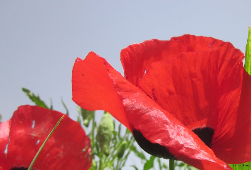 Spring Flower poppy. by Tarhan İRTEM