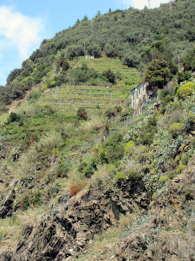 Vernazza, Cinque Terre, Tuskany by Derek Emson