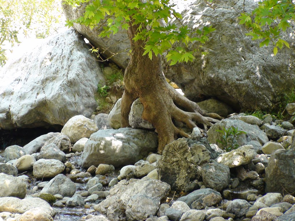 ΚΟΥΡΤΑΛΙΩΤΙΚΟ ΦΑΡΑΓΓΙ - KOURTALIOTIKO GORGE by KRITI201011