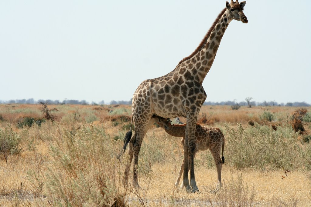 Giraffe in Chobe by Dr.Karin Dobat