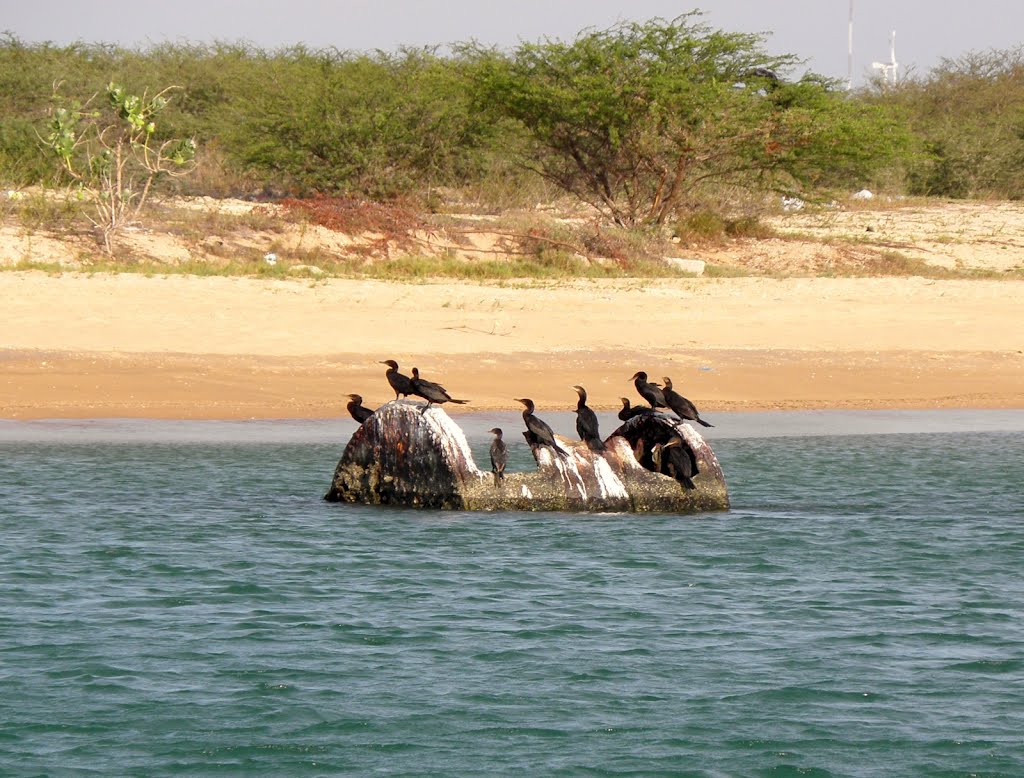 Cormoranes en Playa Villa Marina by Cesar Vilera