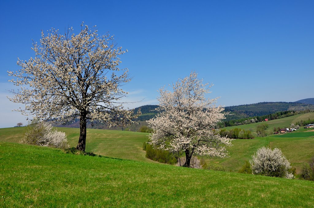 Variácie jari II. / Variations in spring by tatranka7